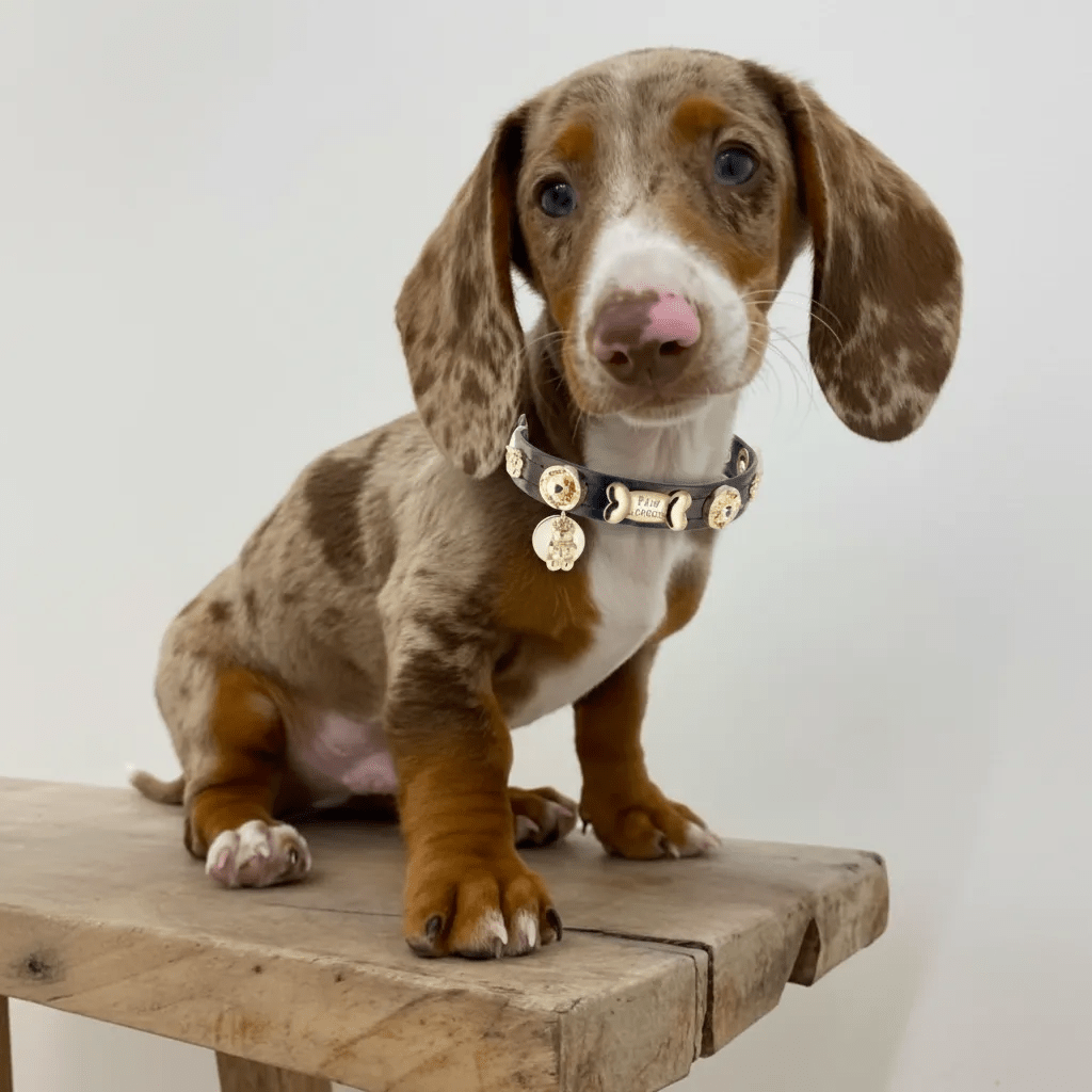 Espresso Swarovski Brown Dog Collar 💎 - PAW LONDON