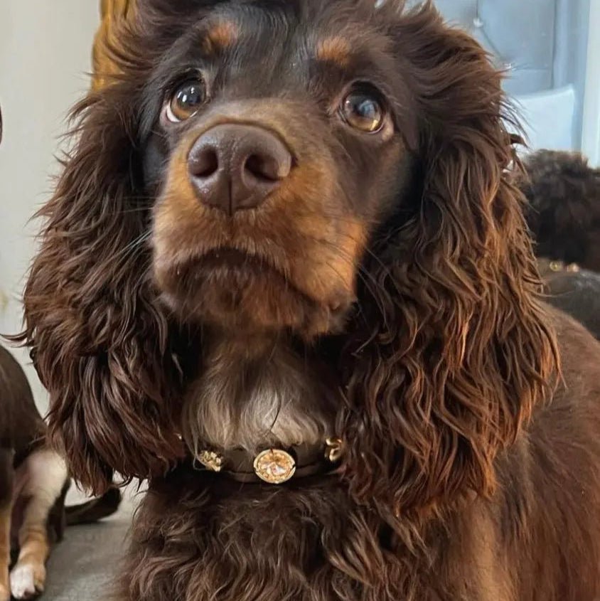 Espresso Swarovski Brown Dog Collar 💎 - PAW LONDON