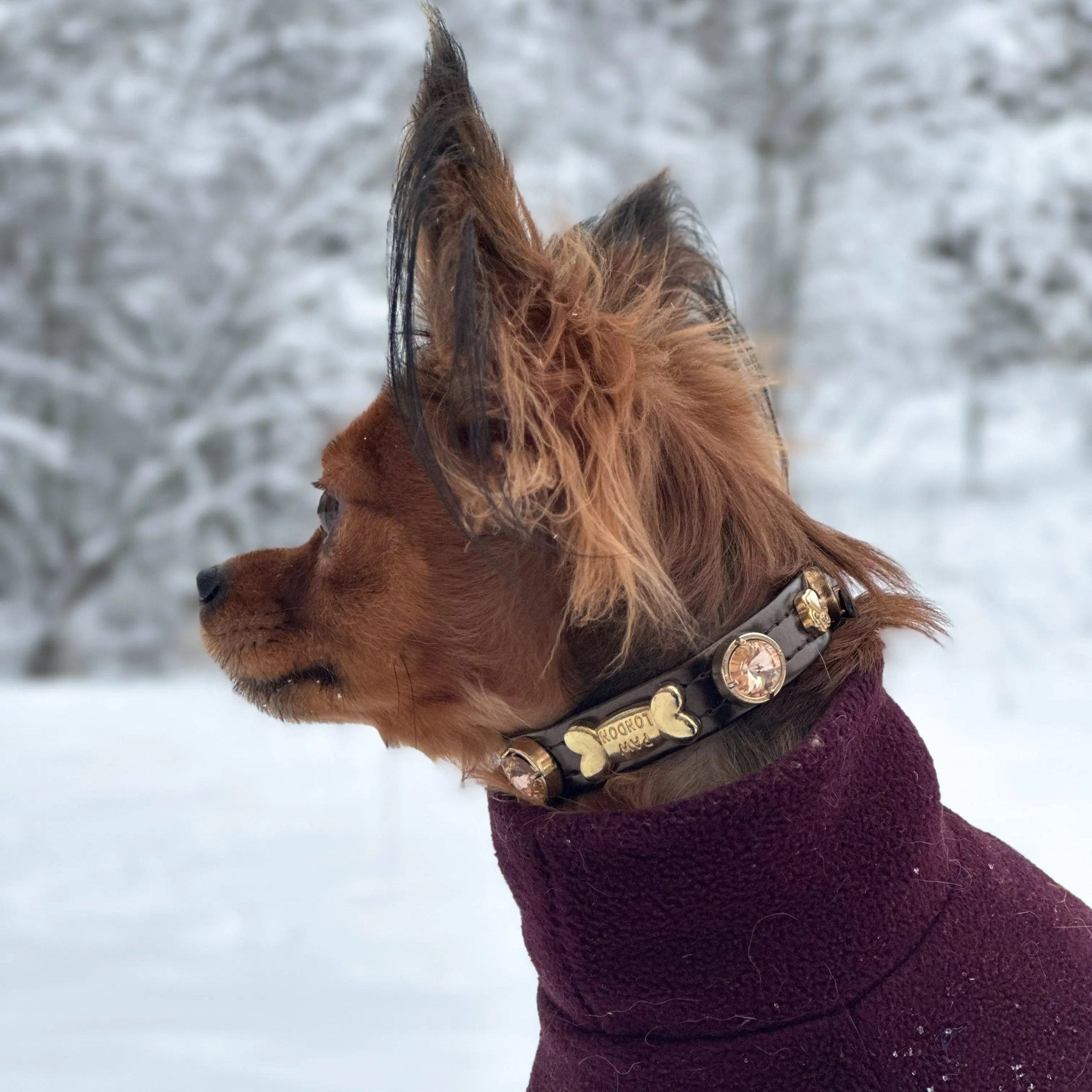 Espresso Swarovski Brown Dog Collar 💎 - PAW LONDON