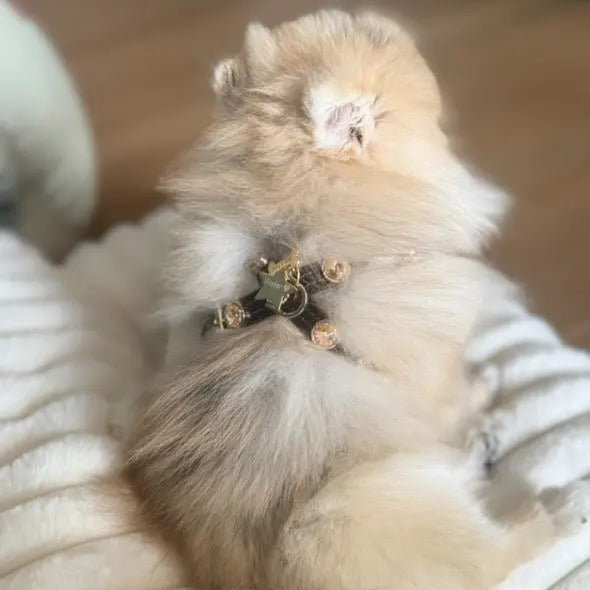 Espresso Swarovski Brown Dog Harness 💎 - PAW LONDON