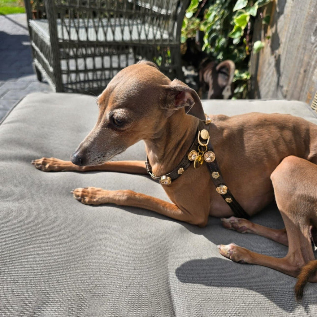 Espresso Swarovski Brown Dog Harness 💎 - PAW LONDON