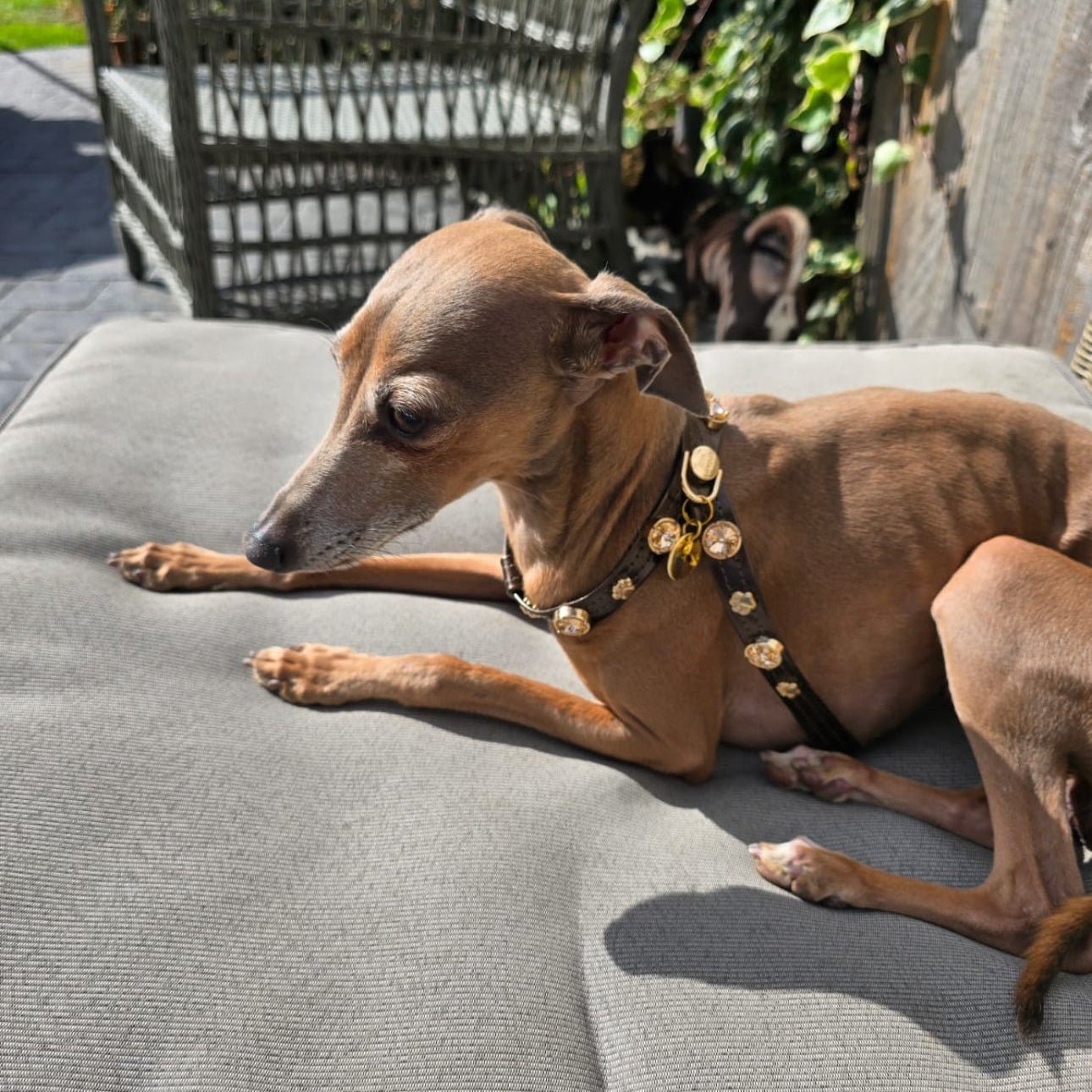 Espresso Swarovski Brown Dog Harness 💎 - PAW LONDON