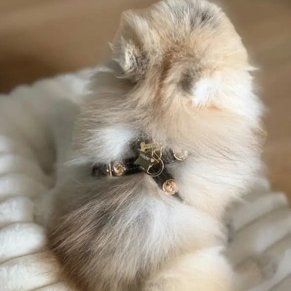 Espresso Swarovski Brown Dog Harness 💎 - PAW LONDON