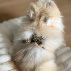 Espresso Swarovski Brown Dog Harness 💎 - PAW LONDON