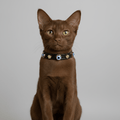 Evil Eye Cat Collar | Black - PAW LONDON