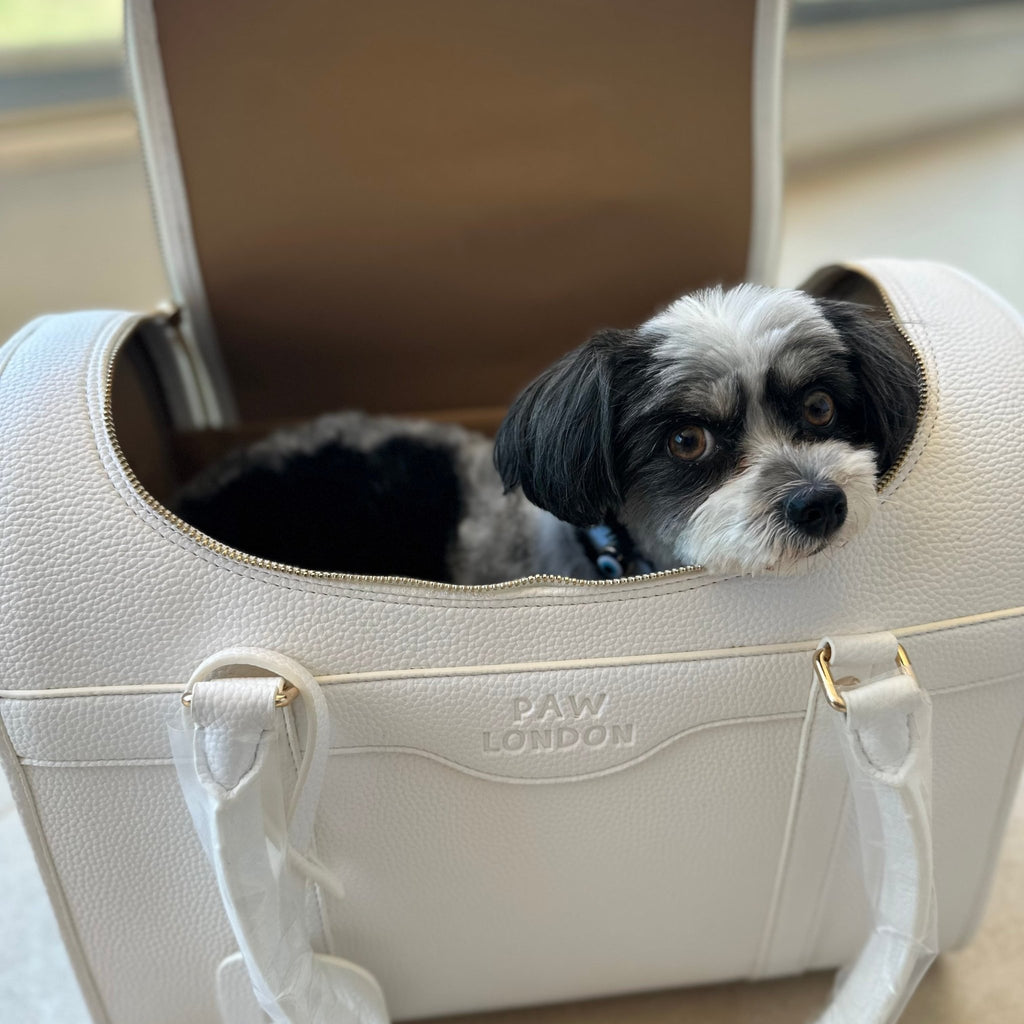 Evil Eye Dog Collar Baby Blue 🧿 - PAW LONDON