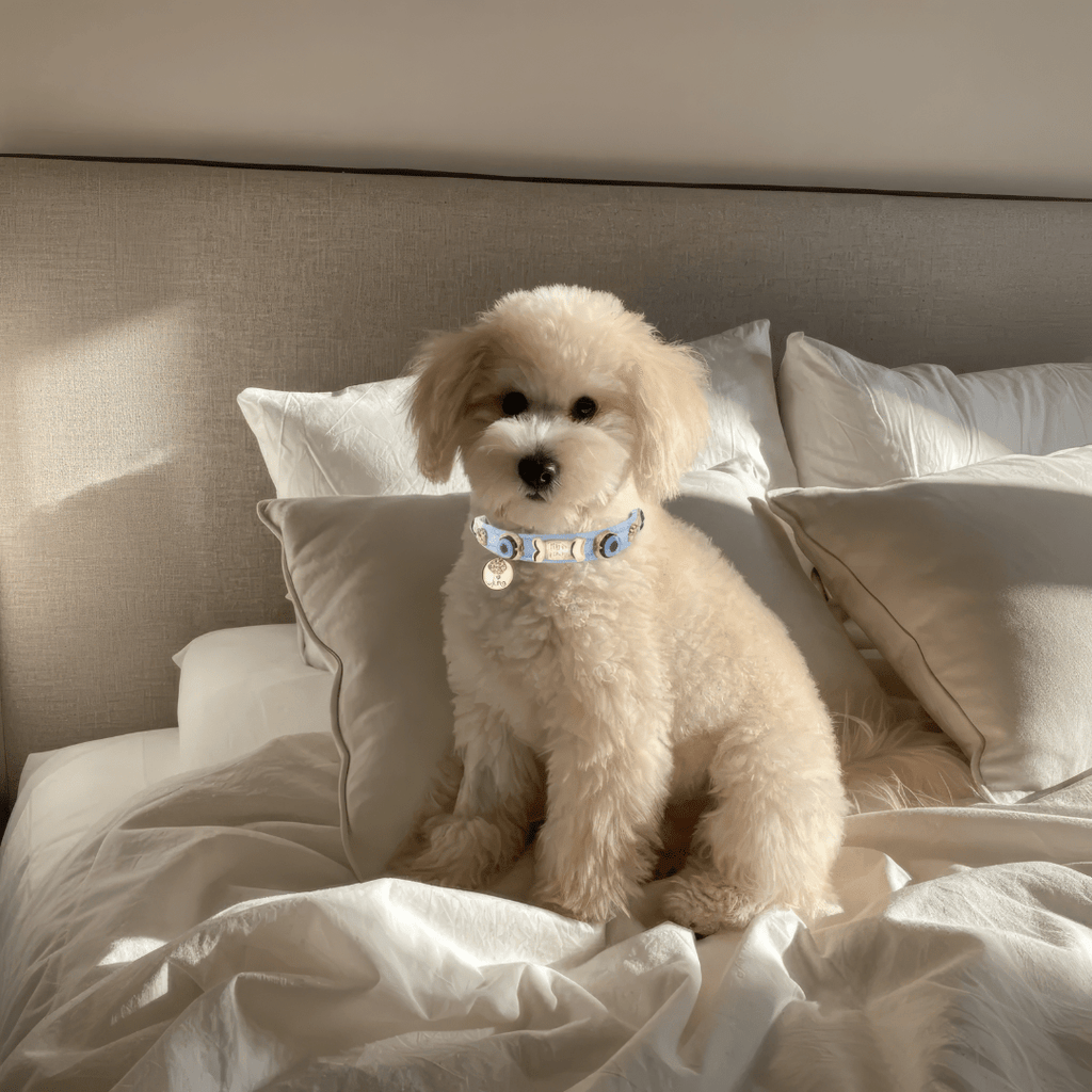 Evil Eye Dog Collar Baby Blue 🧿 - PAW LONDON