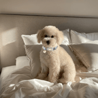 Evil Eye Dog Collar Baby Blue 🧿 - PAW LONDON