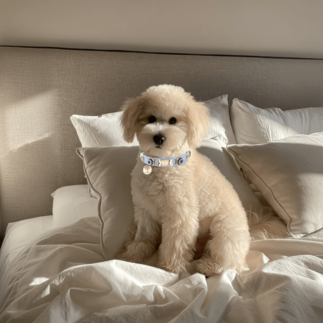 Evil Eye Dog Collar Baby Blue 🧿 - PAW LONDON