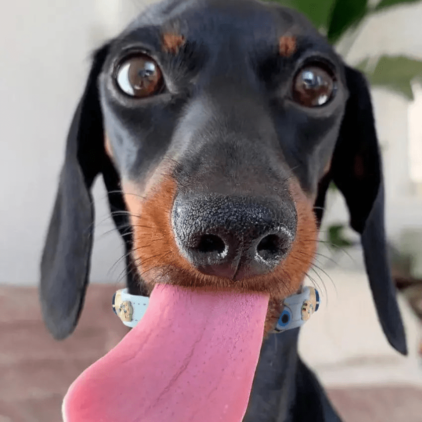 Evil Eye Dog Collar Baby Blue 🧿 - PAW LONDON