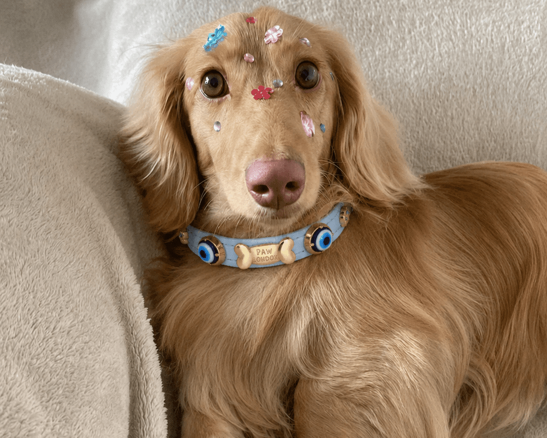 Evil Eye Dog Collar Baby Blue 🧿 - PAW LONDON