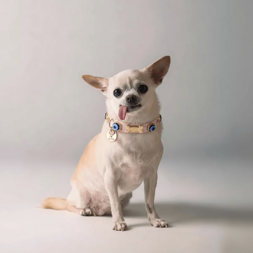 Evil Eye Dog Collar | Baby Pink 💘 - PAW LONDON