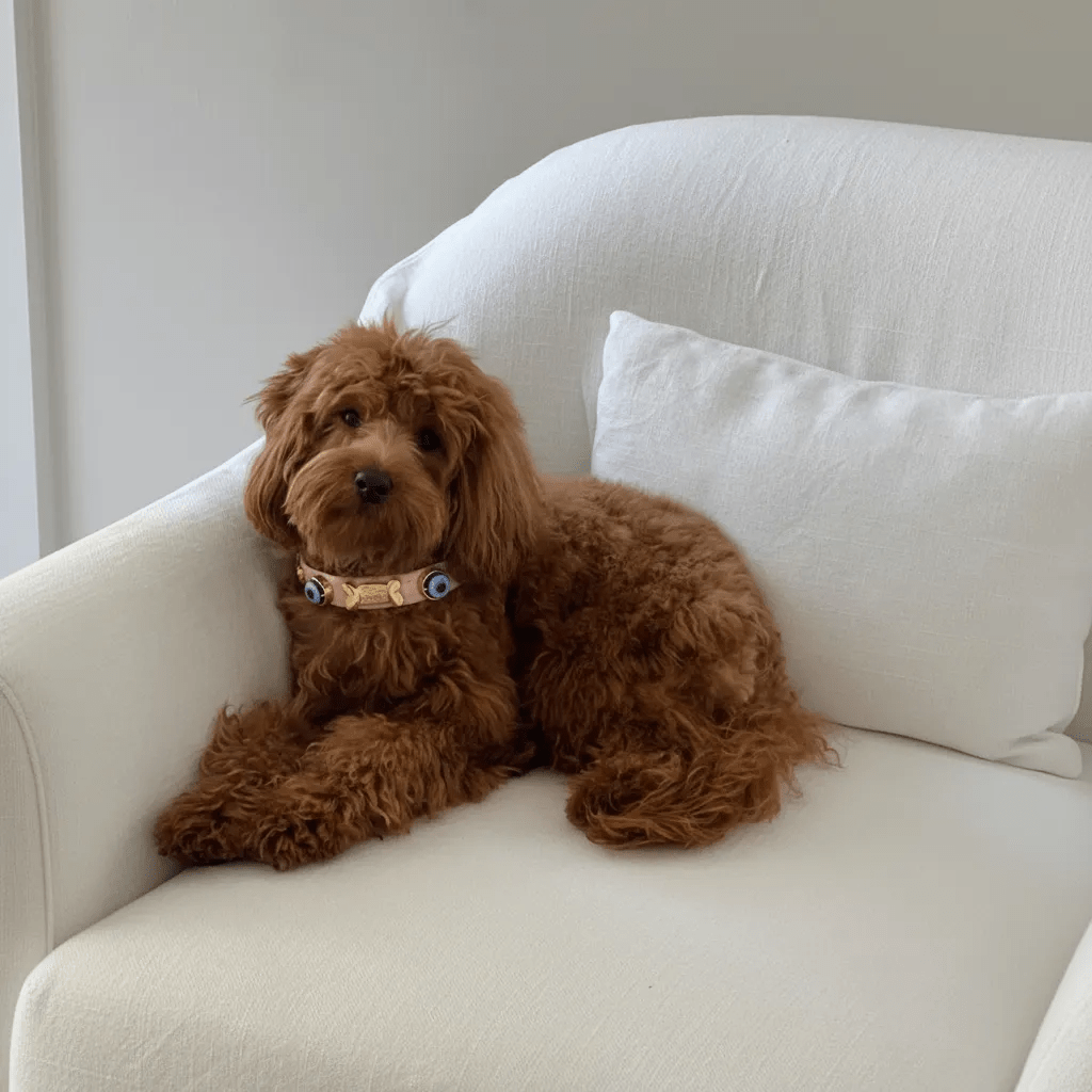 Evil Eye Dog Collar | Baby Pink 💘 - PAW LONDON