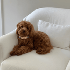 Evil Eye Dog Collar | Baby Pink 💘 - PAW LONDON