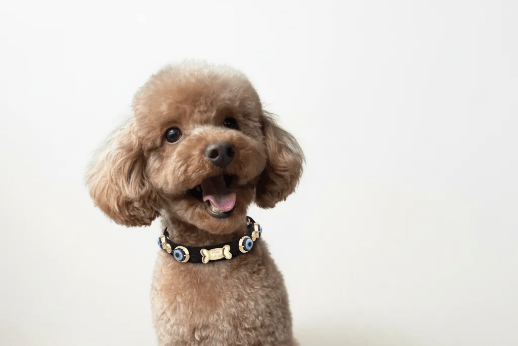 Evil Eye Dog Collar Black 🧿 - PAW LONDON