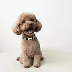 Evil Eye Dog Collar Black 🧿 - PAW LONDON