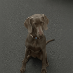 Evil Eye Dog Collar Chocolate 🧿 - PAW LONDON