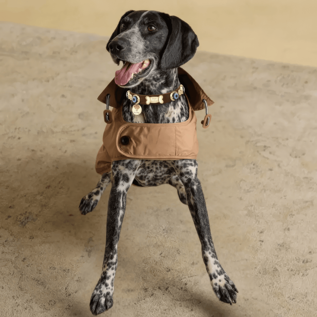 Evil Eye Dog Collar Chocolate 🧿 - PAW LONDON