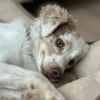 Evil Eye Dog Collar Red 🪬. - PAW LONDON