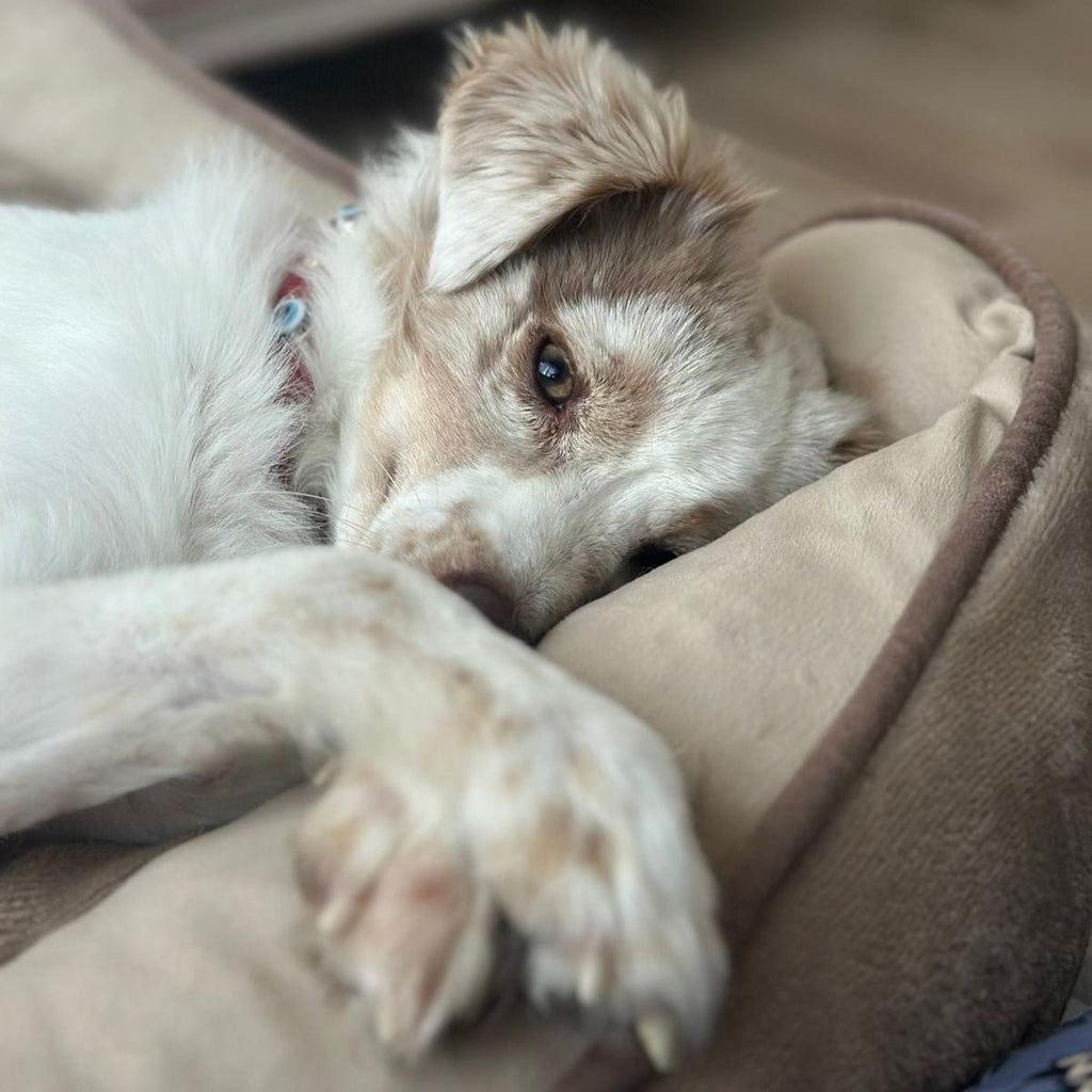 Evil Eye Dog Collar Red 🪬. - PAW LONDON