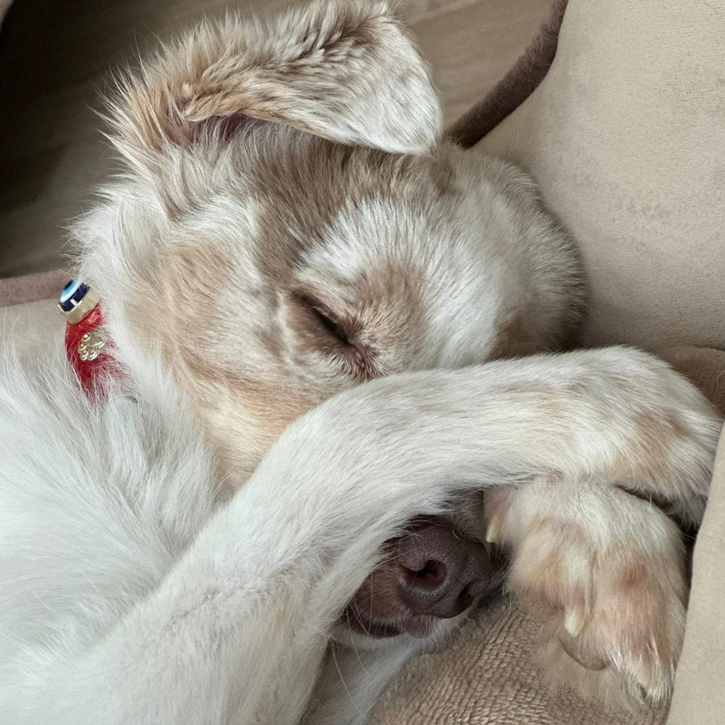 Evil Eye Dog Collar Red 🪬. - PAW LONDON