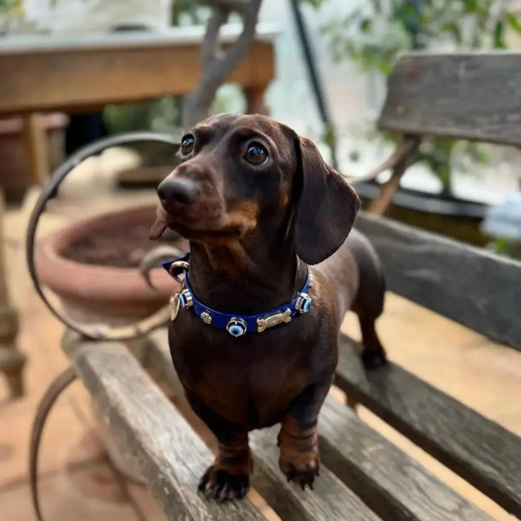 Evil Eye Dog Collar Royal Blue 🧿 - PAW LONDON