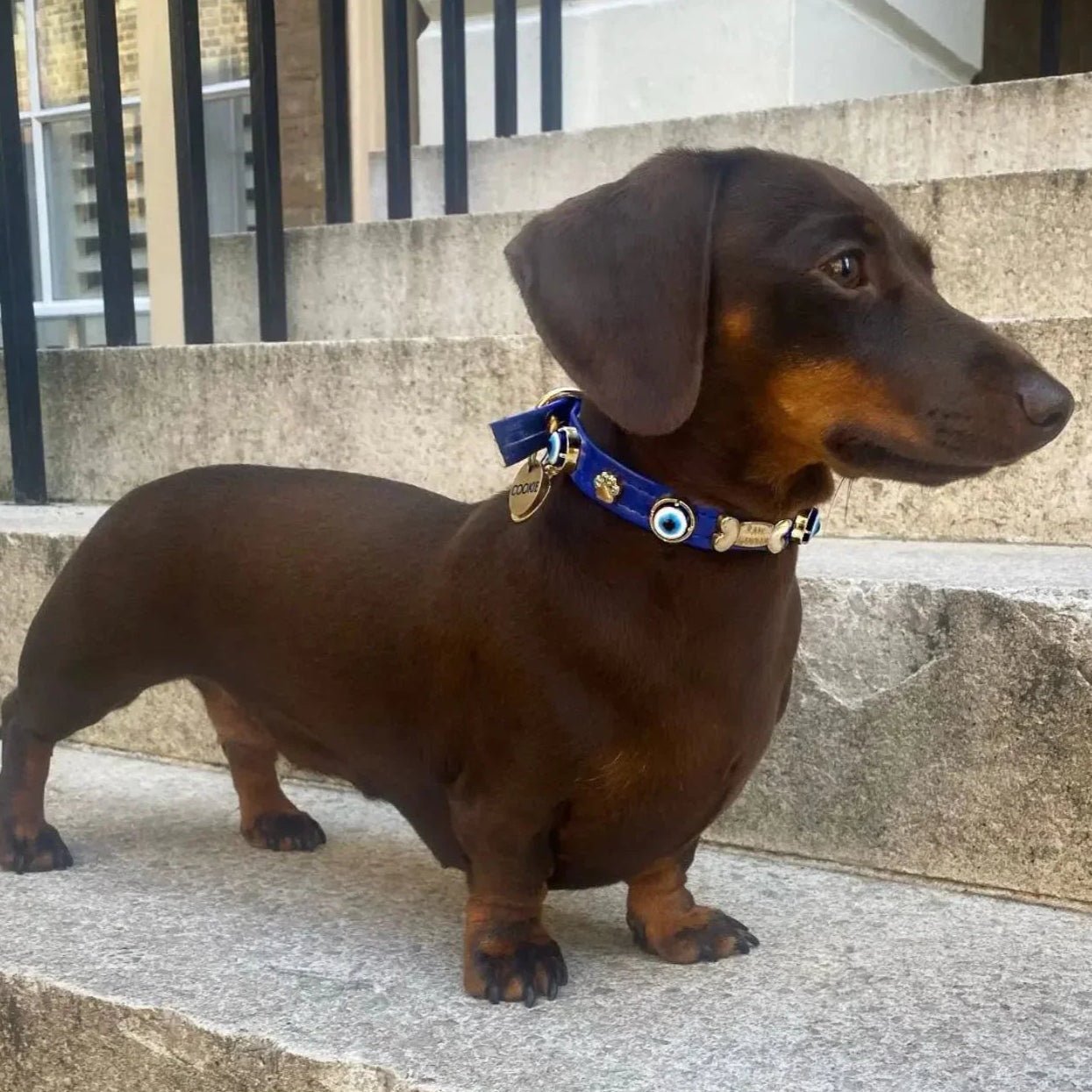 Evil Eye Dog Collar Royal Blue 🧿 - PAW LONDON