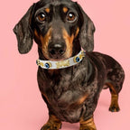 Evil Eye Dog Collar White 🧿 - PAW LONDON