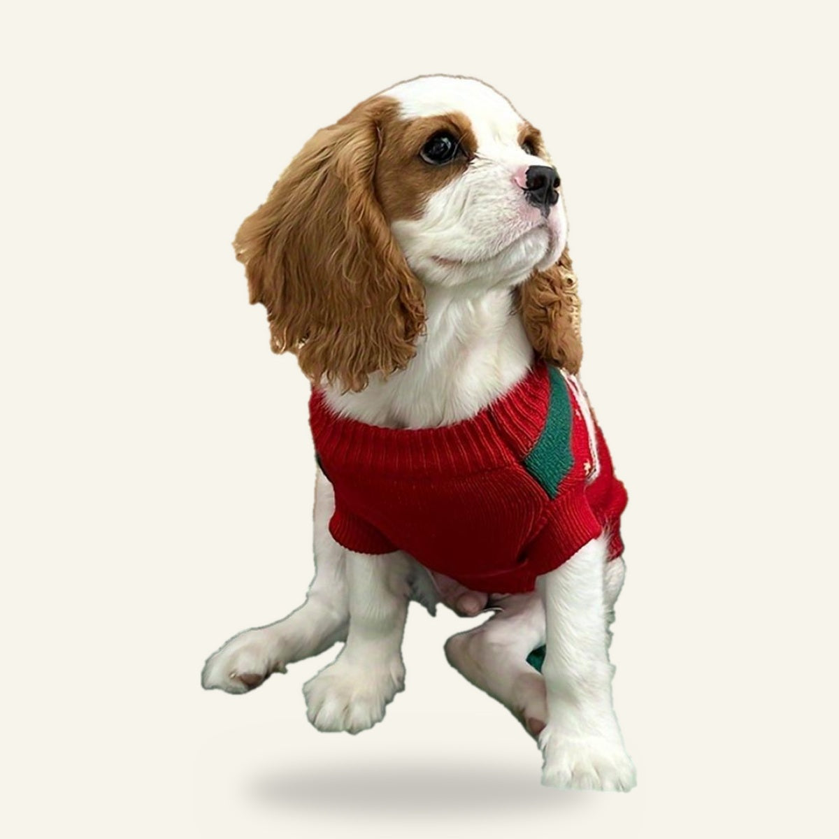 Dog wearing the Fair Isle bear jumper, front view