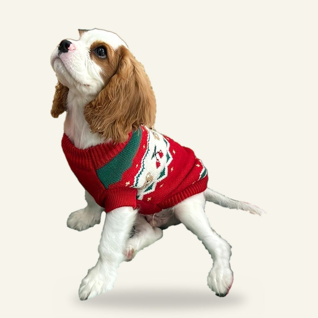 Dog wearing the Fair Isle bear jumper