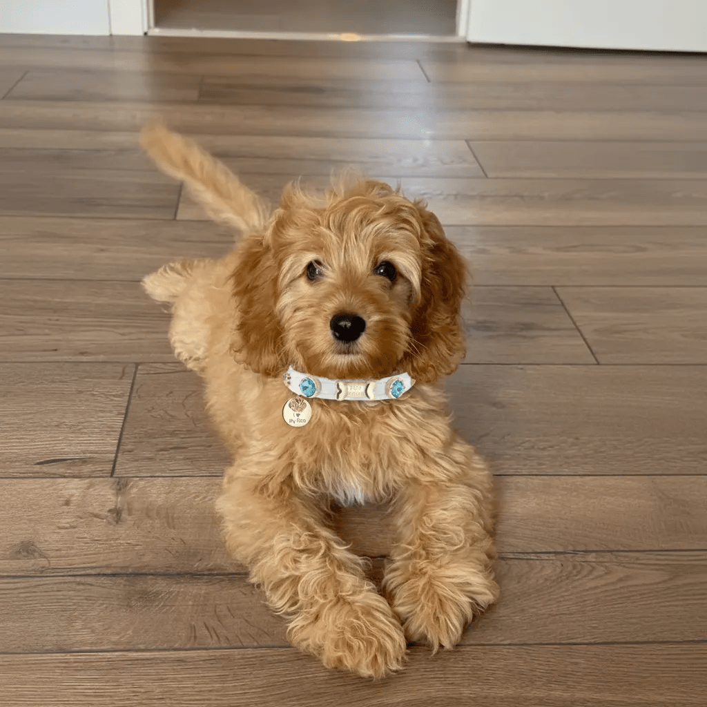 George Swarovski White Dog Collar 💎 - PAW LONDON