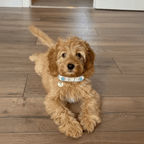 George Swarovski White Dog Collar 💎 - PAW LONDON