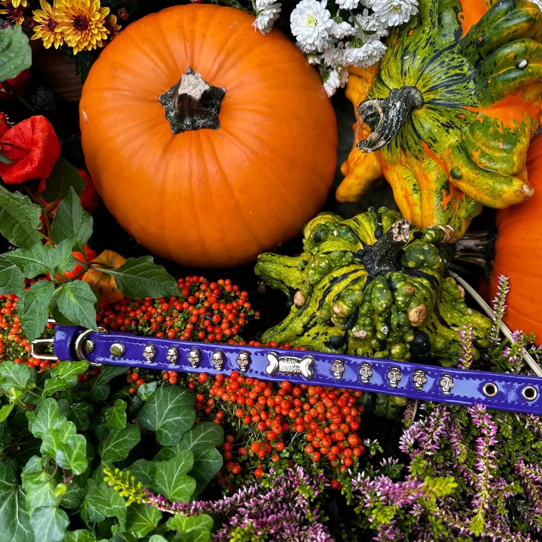 Halloween Purple Dog Collar with Gold Plated Skulls 🎃 - PAW LONDON