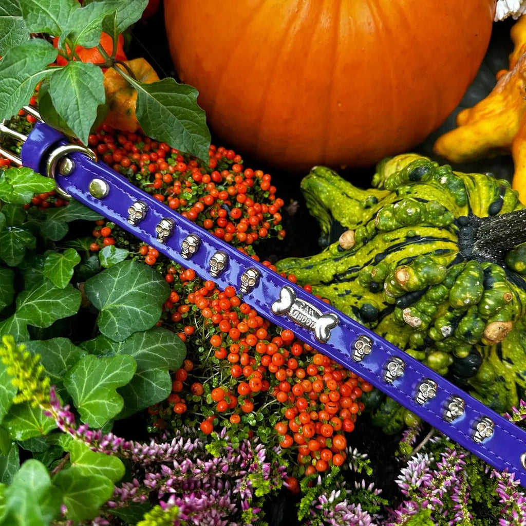 Halloween Purple Dog Collar with Gold Plated Skulls 🎃 - PAW LONDON