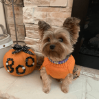 Halloween Skull Dog Collar 🎃 | Purple - PAW LONDON