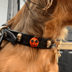 Halloween Slutty Pumpkin Dog Collar 🎃 - PAW LONDON