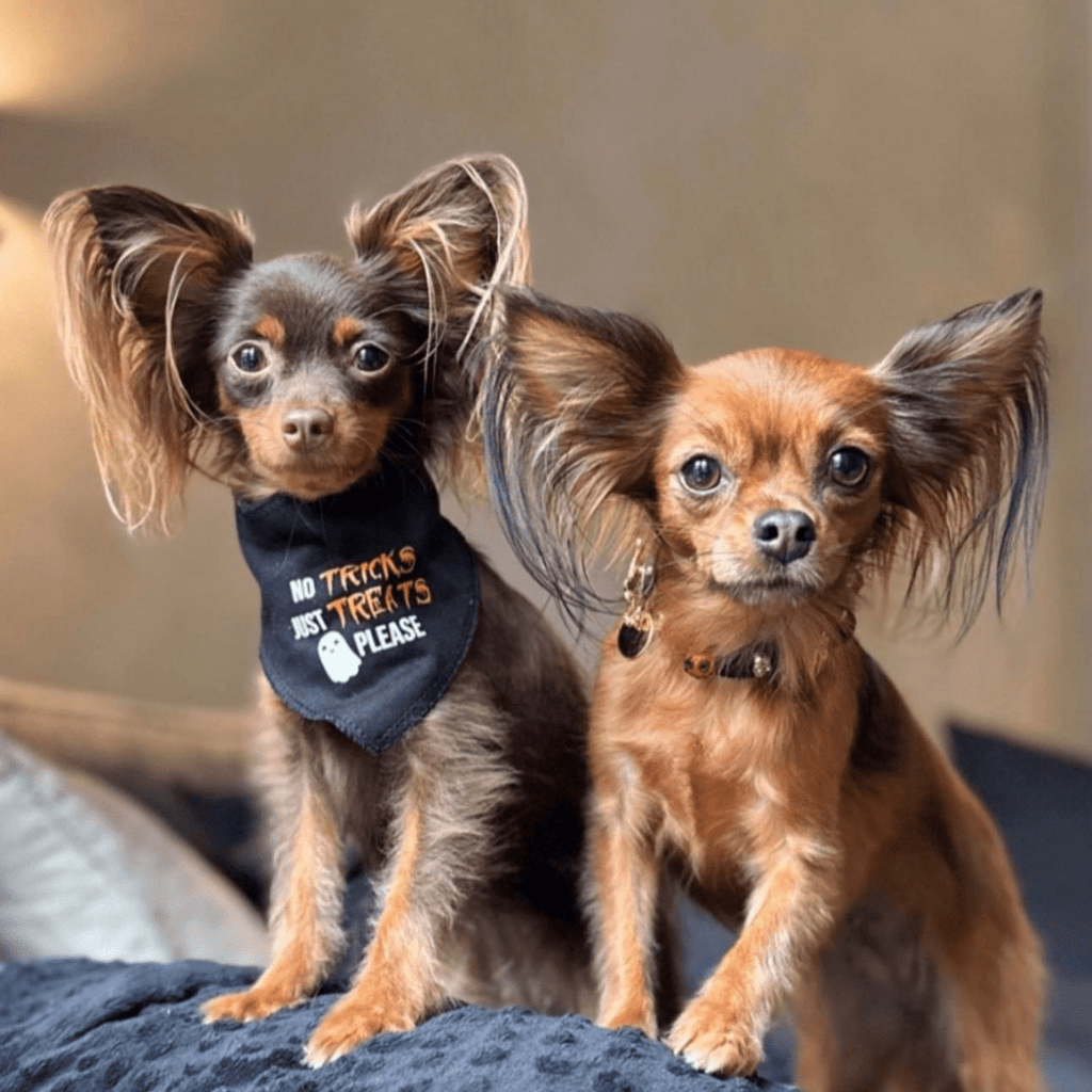 Halloween Slutty Pumpkin Dog Collar 🎃 - PAW LONDON