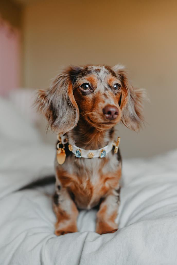 Hampstead Blue Swarovski Dog Collar 💎 - PAW LONDON