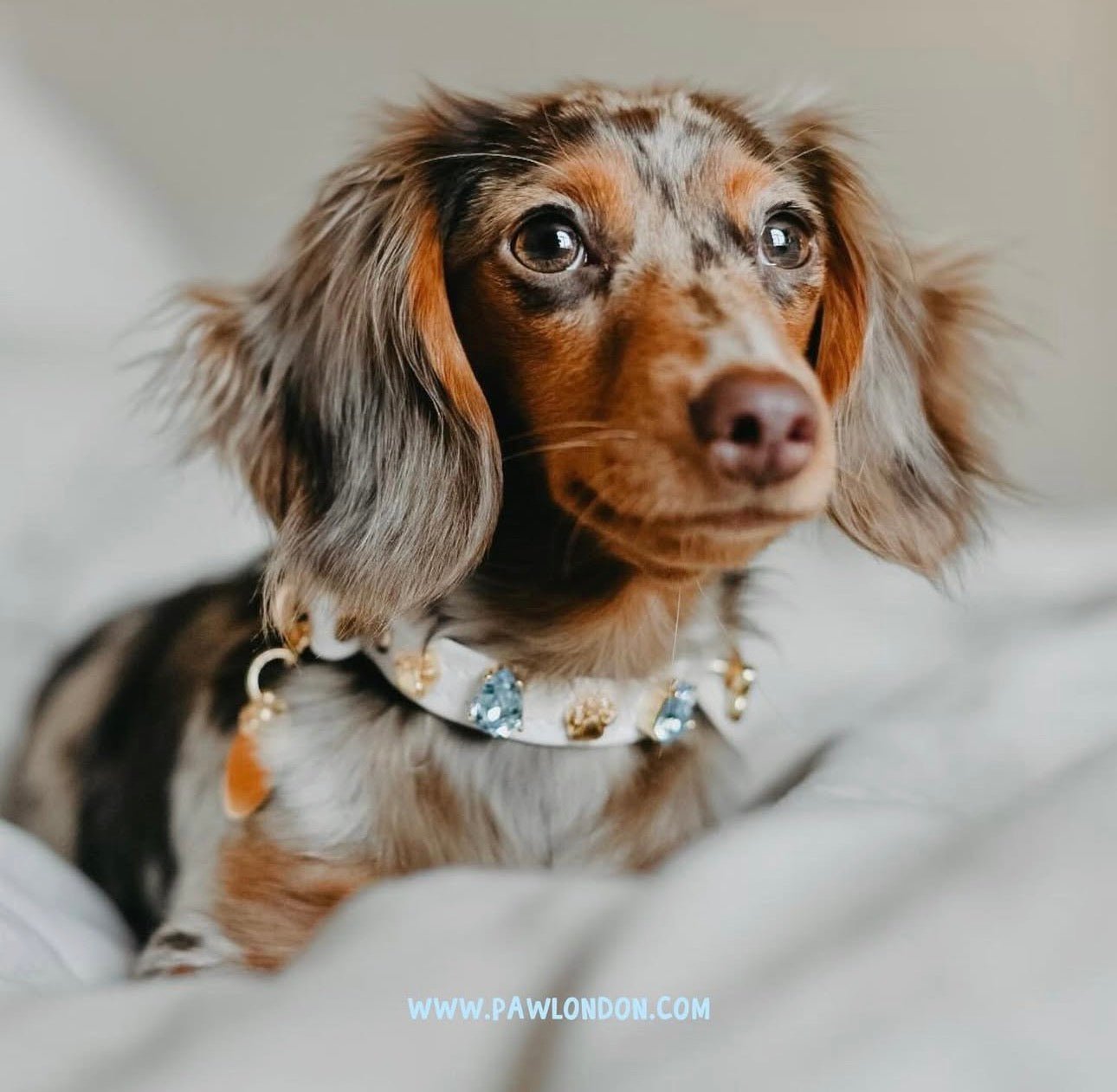 Hampstead Blue Swarovski Dog Collar 💎 - PAW LONDON