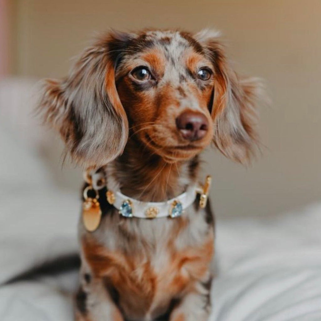 Hampstead Blue Swarovski Dog Collar 💎 - PAW LONDON