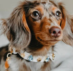 Hampstead Blue Swarovski Dog Collar 💎 - PAW LONDON