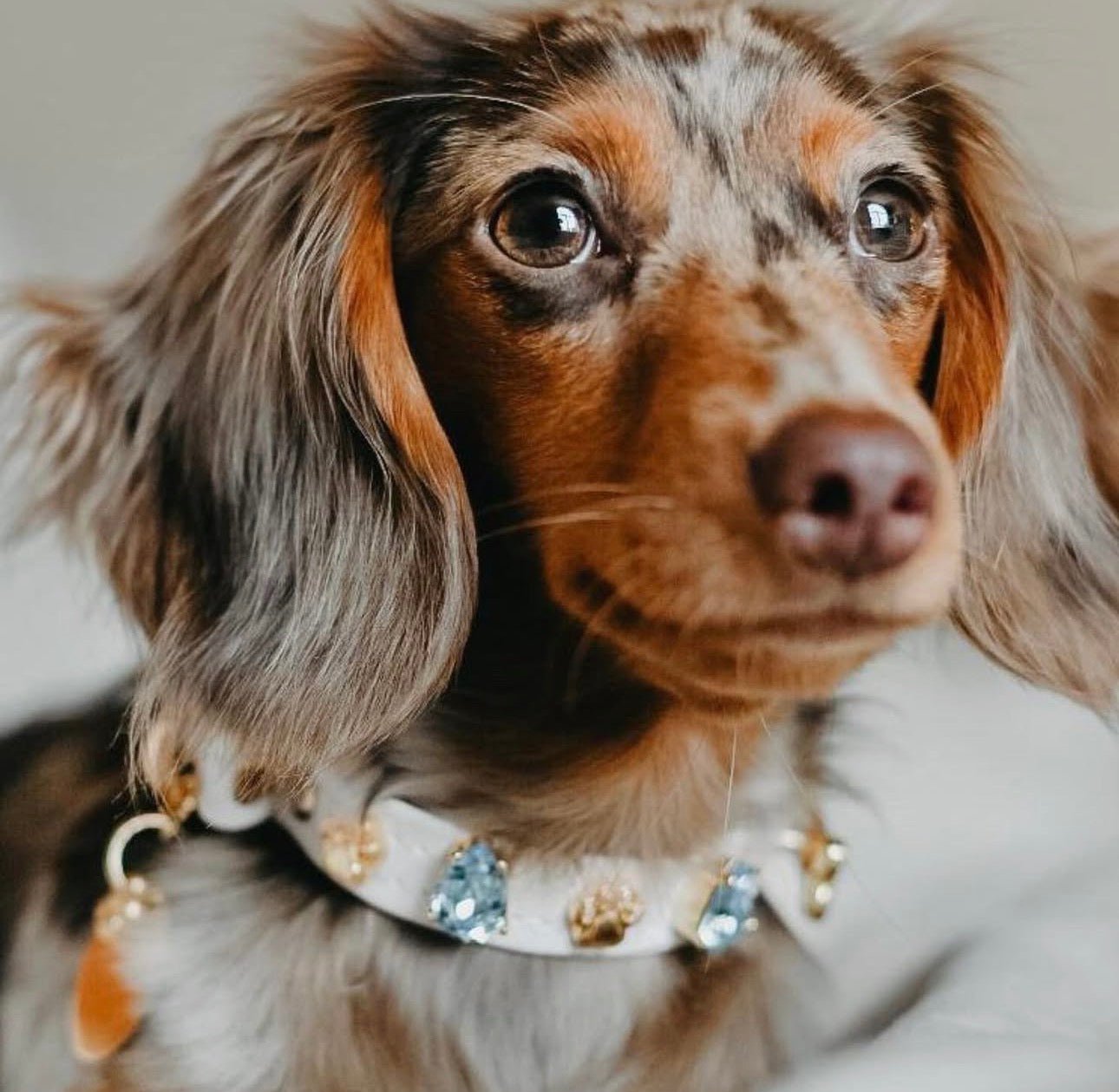 Hampstead Blue Swarovski Dog Collar 💎 - PAW LONDON