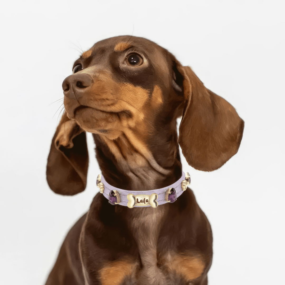 Harper Purple Swarovski Dog Collar 💎 - PAW LONDON