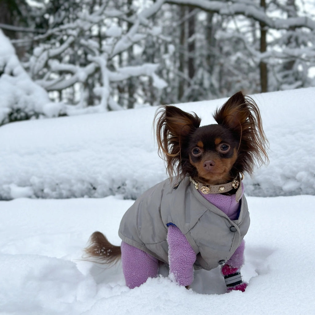 Kate Swarovski Cappucino Dog Collar 💎 - PAW LONDON