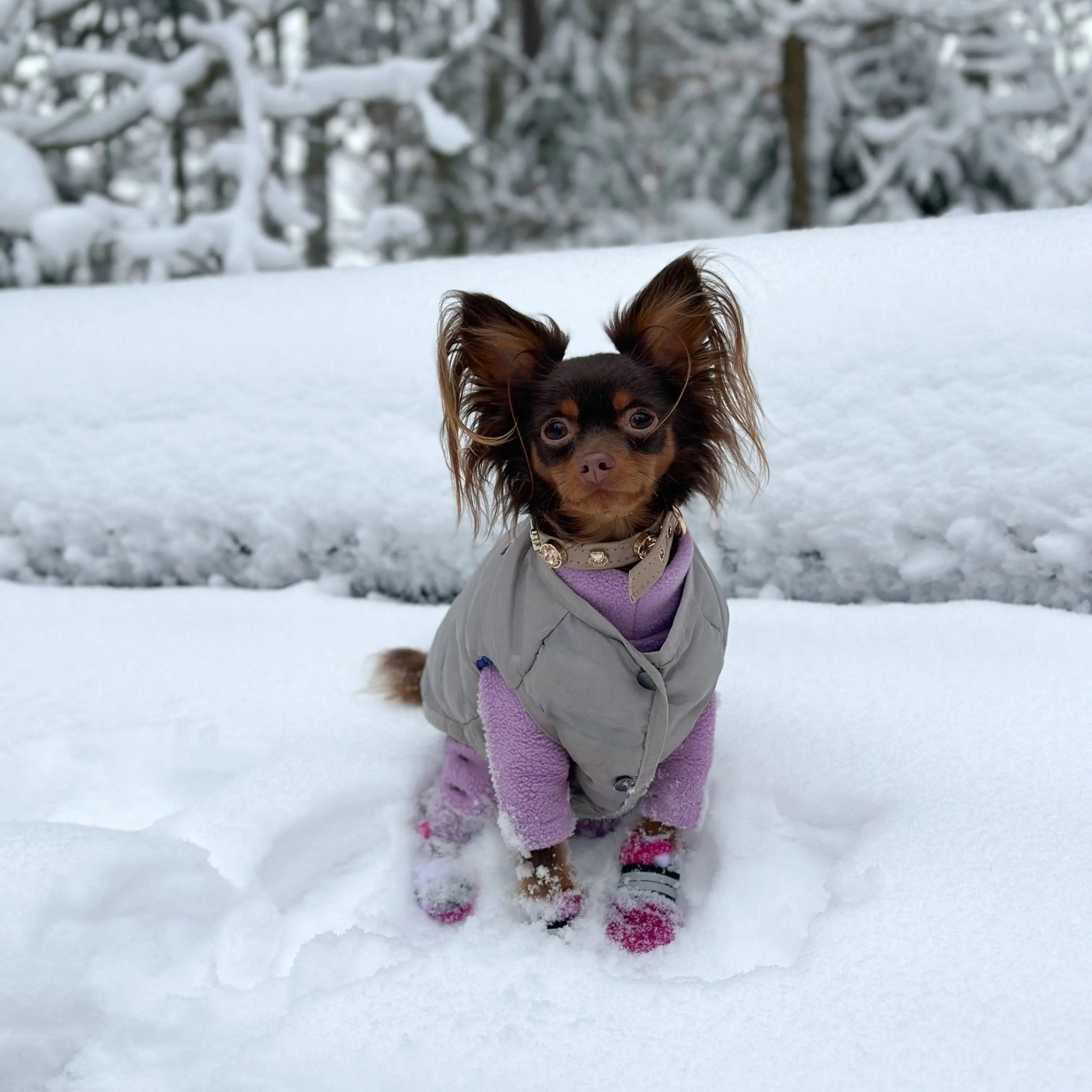 Kate Swarovski® Cappucino Dog Collar 💎 - PAW LONDON