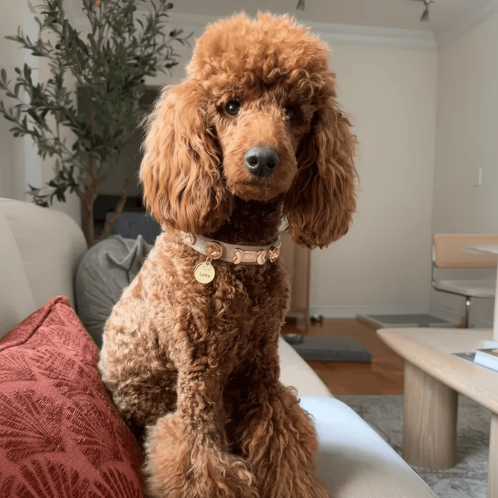 Kate Swarovski Cappucino Dog Collar 💎 - PAW LONDON