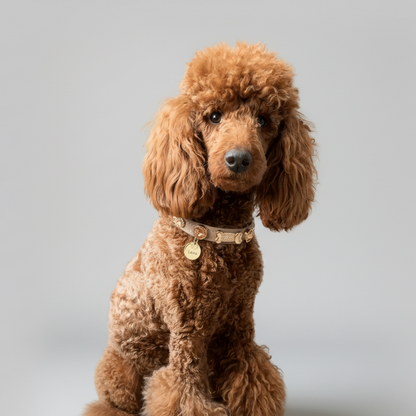 Kate Swarovski Cappucino Dog Collar 💎 - PAW LONDON