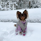 Kate Swarovski Cappucino Dog Collar 💎 - PAW LONDON