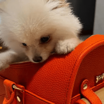 Kelly Airline Approved Pet Travel Carrier Bag | AMSTERDAM - PAW LONDON