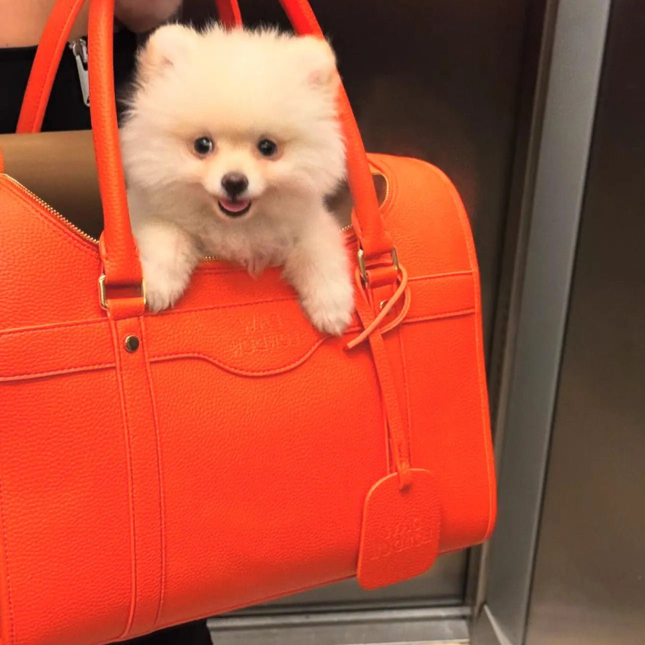 Kelly Airline Approved Pet Travel Carrier Bag | AMSTERDAM - PAW LONDON